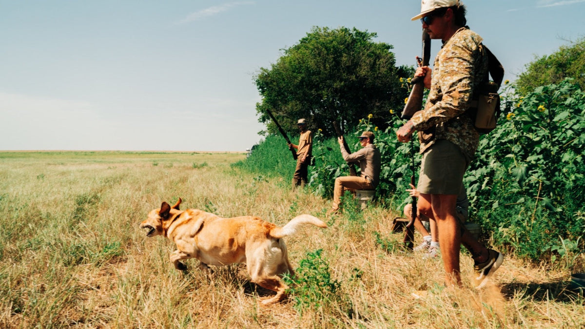 Duck Camp F26 — yellow lab breaking from the line at a dove field edge