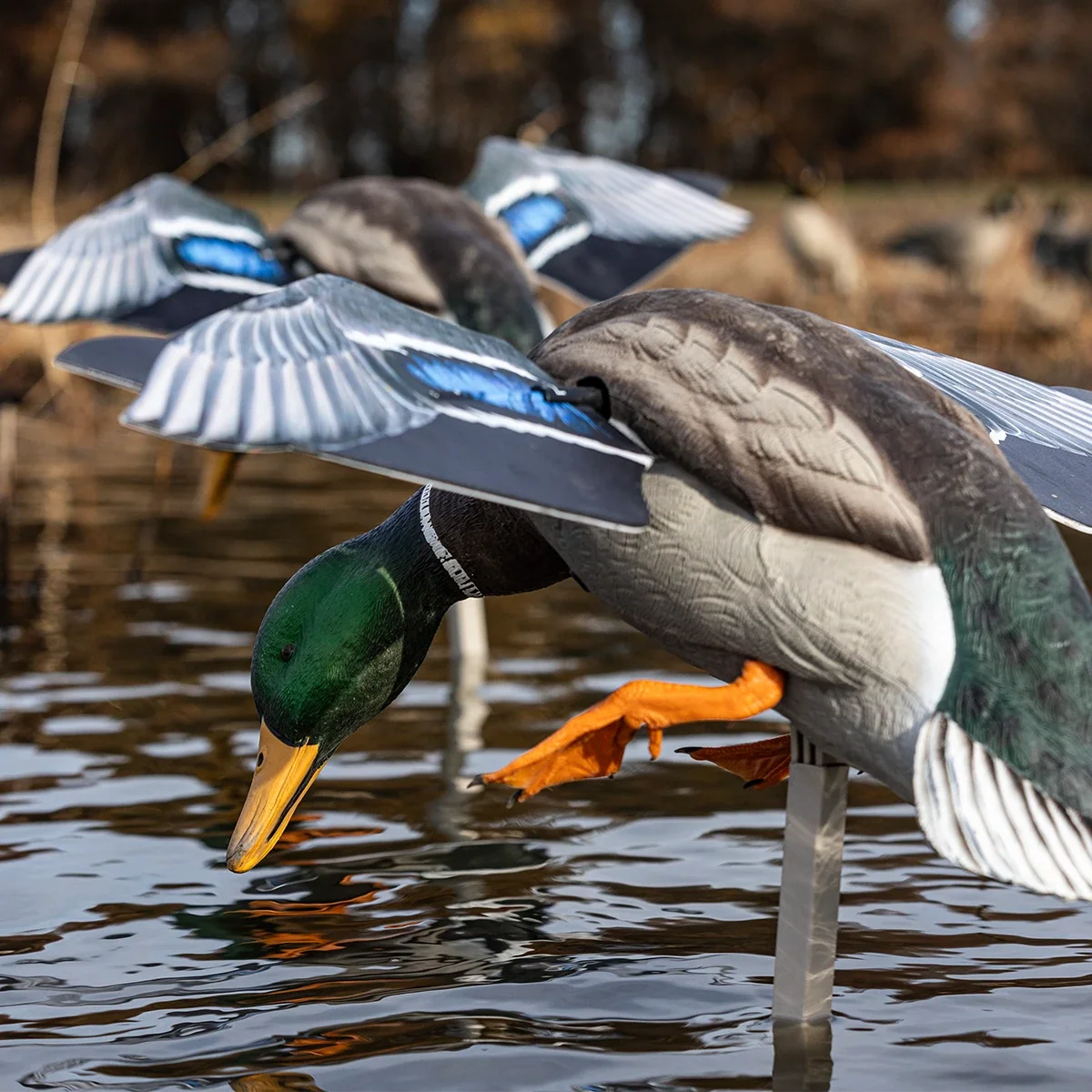 Avian-X PowerFlight Mallard Spinning-Wing Decoy